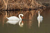 Sample image from gallery